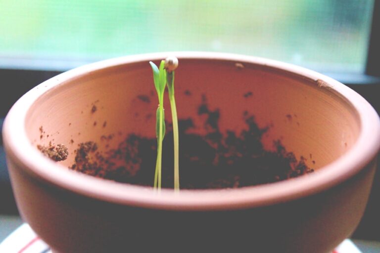 Ghidul tau esential pentru a-ti cultiva o mentalitate de crestere