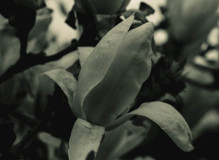 Se scrie alb-negru sau alb negru?