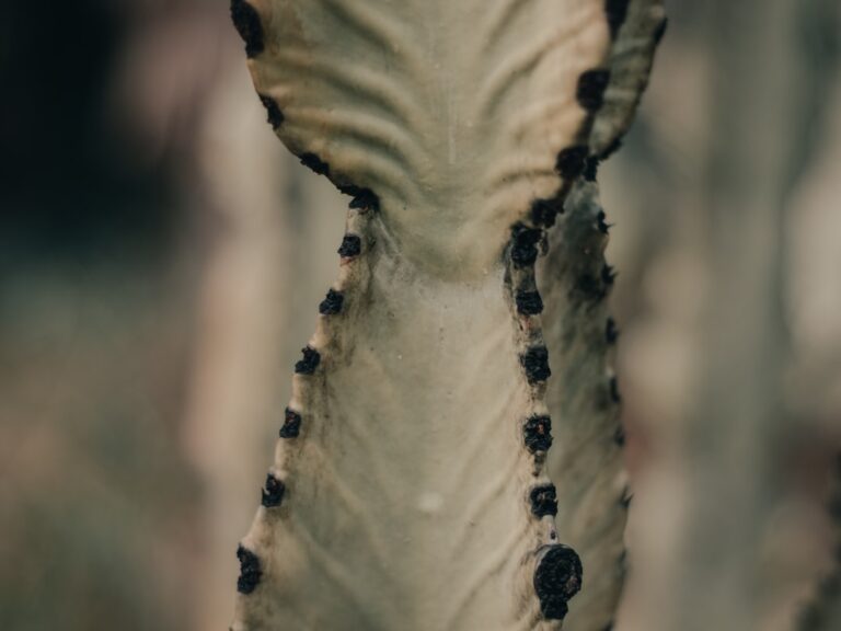 Se scrie fă-mi-o sau fămio?