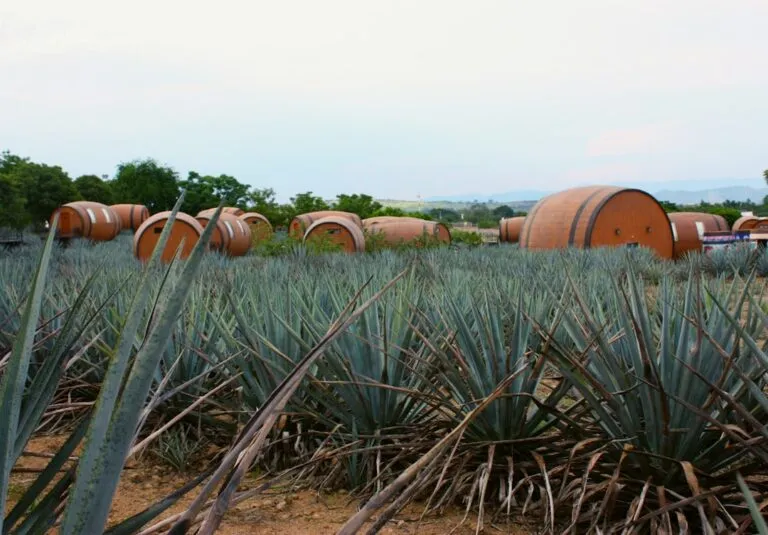 Photo Tequila art